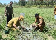 Bupati Humbahas Panen Bawang Merah di Paranginan