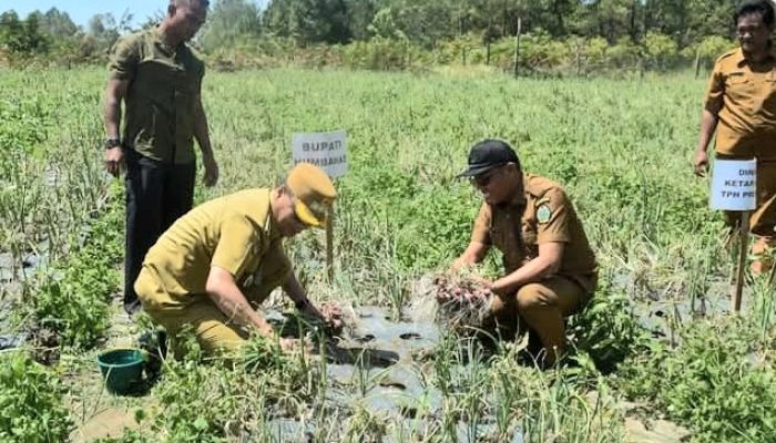 Bupati Humbahas Panen Bawang Merah di Paranginan
