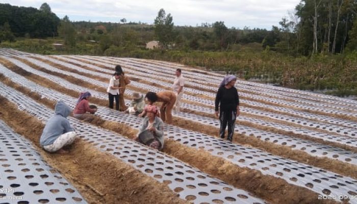 Wakil Bupati Humbahas Berhasil Lobi 50 Hektar Bibit Bawang Putih , Terealisasi Mulai Oktober