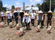 Polres Simalungun Ikut Penanaman Jagung Serentak Kuartal IV 2025, Kapolri dan Wapres Gibran Pimpin Secara Virtual