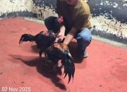 Warga Desak Kapolres Deli Serdang Tutup & Bakar Lapak Judi Sabung Ayam Tanah Mujur