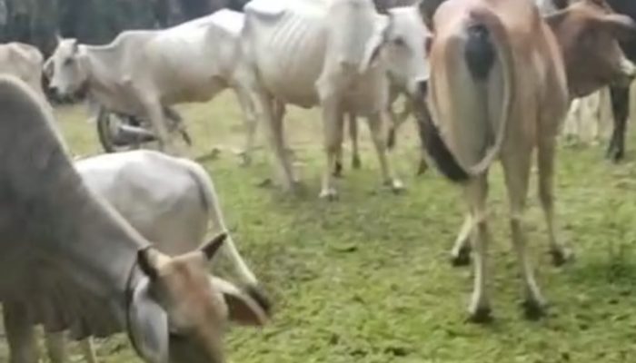 Dari Dana Desa ke Hasil Nyata: Lembu S-5 Bertambah dari 7 Jadi 11 Ekor