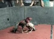 Gelanggang Sabung Ayam di Area PT Milano Marbau Resahkan warga, Diduga ada Backup Oknum