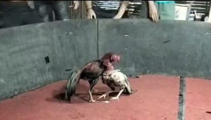 Gelanggang Sabung Ayam di Area PT Milano Marbau Resahkan warga, Diduga ada Backup Oknum