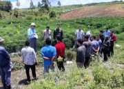 Tinjau Food Estate Humbahas, Kemenko Perekonomian dan Kementan Percepat Hilirisasi Nilam Berbasis Integrated Farming