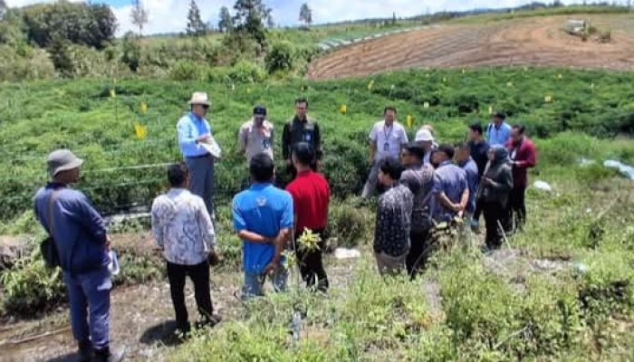 Tinjau Food Estate Humbahas, Kemenko Perekonomian dan Kementan Percepat Hilirisasi Nilam Berbasis Integrated Farming