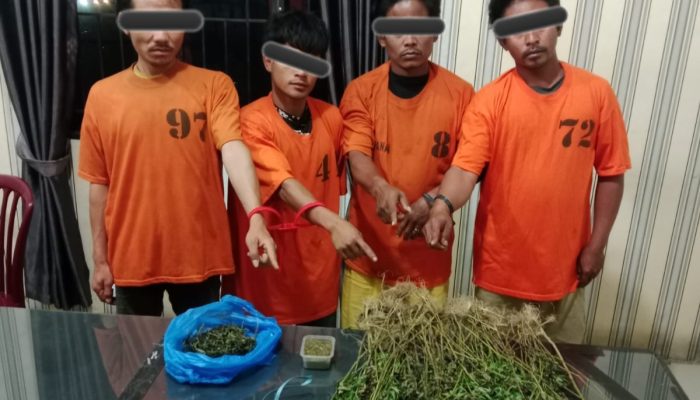4 Pria Diciduk, Satnarkoba Polres Karo Temukan 75 Batang Ganja di Perladangan Karo