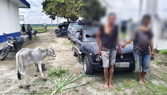 Kapolsek Dolok Batu Nanggar Pimpin Langsung Pengamanan TKP, Dua Pencuri Lembu Bermobil Sedan Tak Berkutik Ditangkap di Simpang Pasar Baru Sigagak