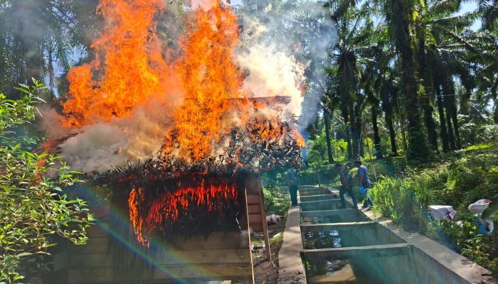 Sat Narkoba Polres Simalungun Bakar Sarang Narkoba di Tanah Jawa, Lima Pelaku Ditangkap Dan 99,74 Gram Sabu Disita