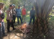Operasi Grebek Sarang Narkoba di Belungkut, Polsek Marbau Musnahkan Barang Bukti di Lokasi