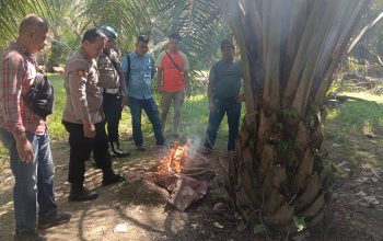 Operasi Grebek Sarang Narkoba di Belungkut, Polsek Marbau Musnahkan Barang Bukti di Lokasi