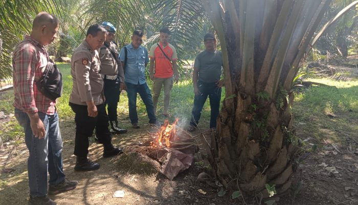 Operasi Grebek Sarang Narkoba di Belungkut, Polsek Marbau Musnahkan Barang Bukti di Lokasi