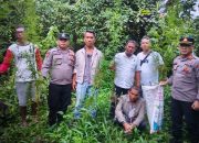Respons Cepat Polres Simalungun, 12 Batang Ganja Ditemukan dan Diamankan di Ladang Simpang Raya Dasma