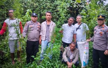 Respons Cepat Polres Simalungun, 12 Batang Ganja Ditemukan dan Diamankan di Ladang Simpang Raya Dasma