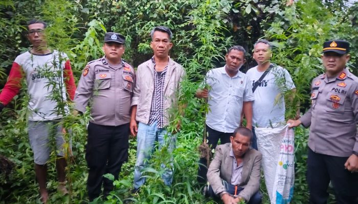 Respons Cepat Polres Simalungun, 12 Batang Ganja Ditemukan dan Diamankan di Ladang Simpang Raya Dasma