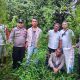 Respons Cepat Polres Simalungun, 12 Batang Ganja Ditemukan dan Diamankan di Ladang Simpang Raya Dasma